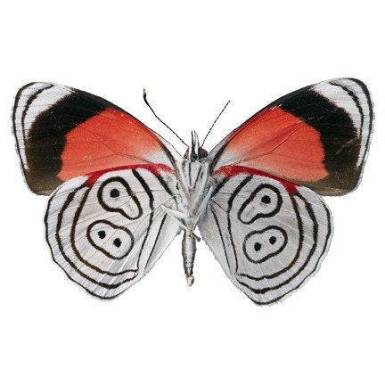Red White and Black Moth Vinyl Decal 3 inch wide