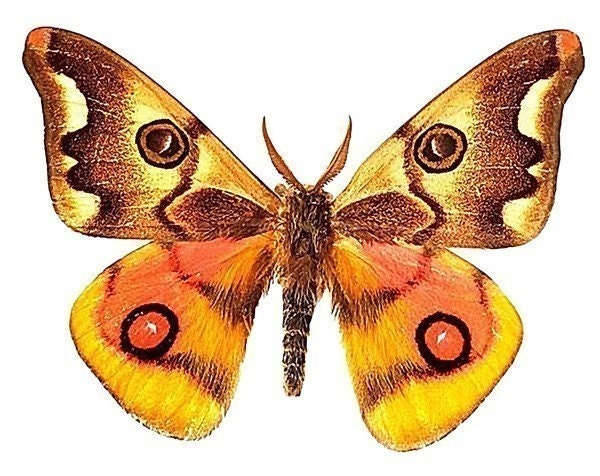 Yellow and Orange Moth Vinyl Decal 3 inch wide