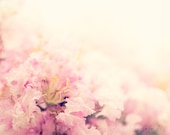 flower photography blush pink decor nursery art decor nature wall art flower photograph Crepe Myrtle 8x10