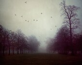 Trees in Fog, Landscape Photography, Spring, Art Print, Dark, Mysterious, Purple, London - Shadows and Fog