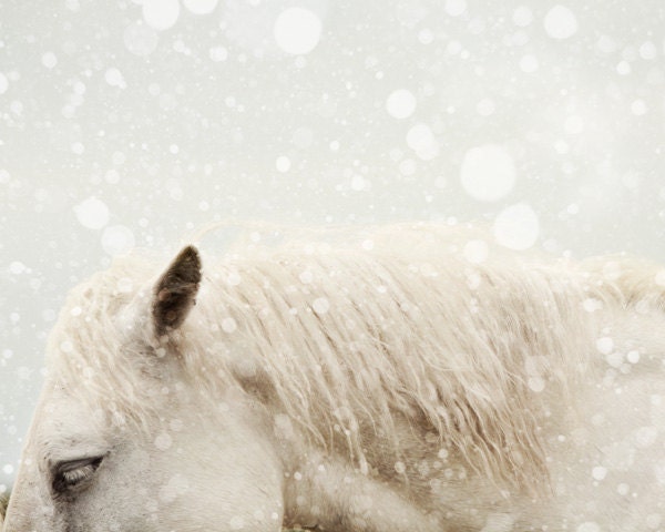 Horse Photography, Winter, Snow, Nature, Muted Animal Photograph, White, Gray, Fine Art Print, Minimal Wall Art - Snowdrops
