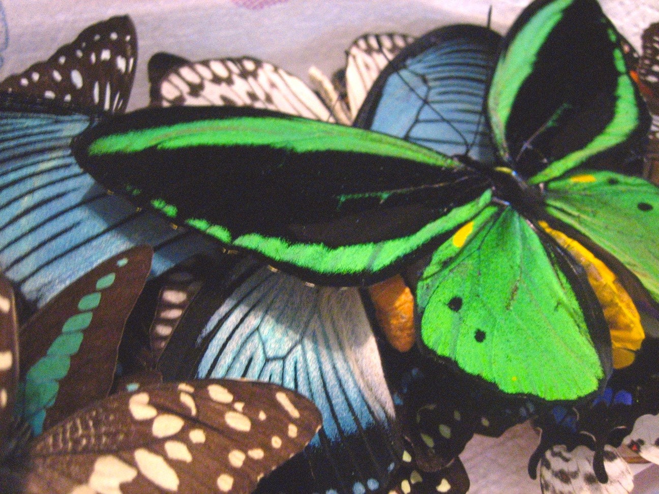 Spread Real Butterflies:  5 Ready to Mount, DIY Framed Insects  Bigger, Brighter