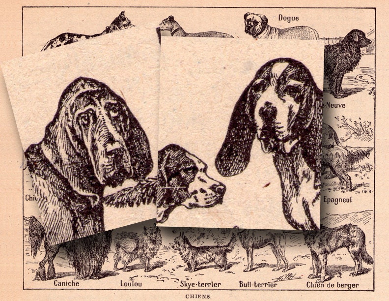 vintage french dog illustrations .....chiens......Instant Download...digital dogs print no. 895