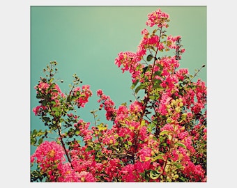 Crepe Myrtle: square fine art floral photograph print with pink blooming flowers and blue sky
