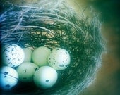Bird Nest Photo Speckled Bird Eggs, Nest Photograph Earth Tones Natural History Country Home Decor Woodlands 5x5 Nature Photography Print