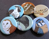 6-Pack of Bird of Prey Pinback Buttons--Owls, Hawks and More