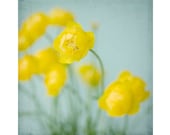 Buttercups  Floral Art Print, Wildflower Wall Decor, Still Life  Photograph, Yellow, Botanical Art Print