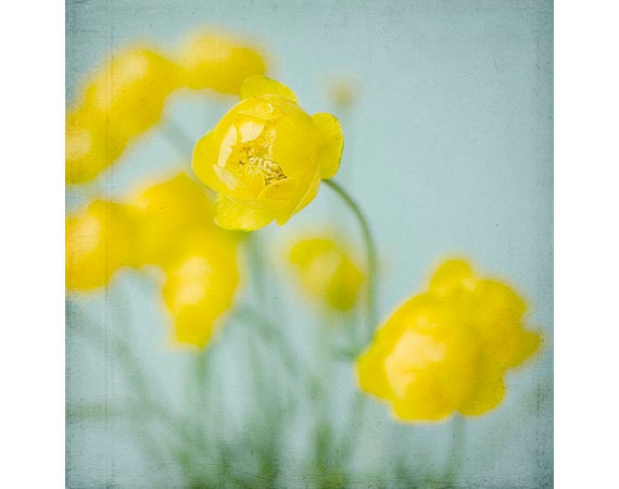 Buttercups Floral Art Print, Wildflower Wall Decor, Still Life Photograph, Yellow, Botanical Art Print