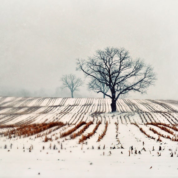 Landscape Photography, Winter Farm Photograph, 8x8 Print,  Snow, Farm, Neutral Colors, Rustic Country Photo, Beige, Country Decor