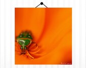 Flower Beetle 10X10 Photograph Entomology Beetle Print Natural History Green Insect