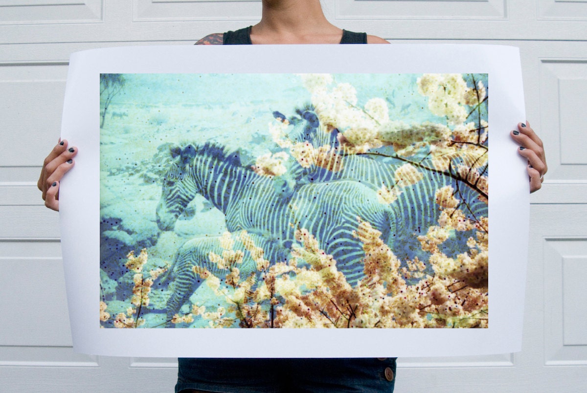 Zebras - Flora and Fauna Series . 20x30 Print
