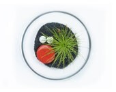 Terrarium Kit with Air plant - Pick your color