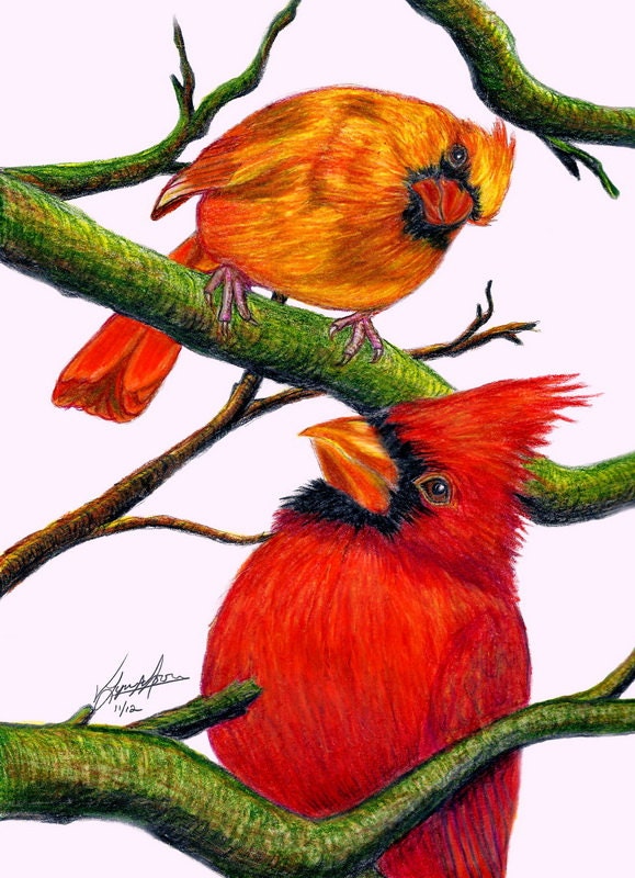 Colorful Cardinals