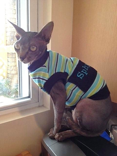 Reserved for the Sphynxter Pet Clothing Sphnyx Dude Shirt Blue Baseball