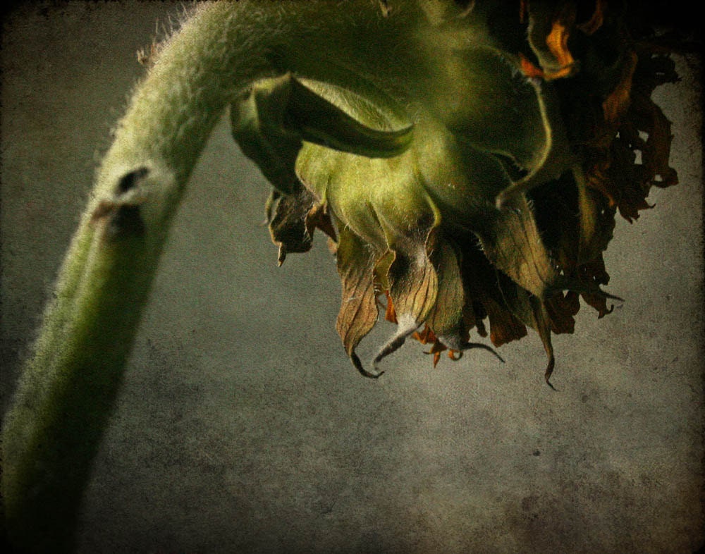 flower photograph, sunflower print, home decor, Gallery Wrap Fine Art Photograph
