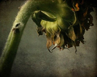 Early Summer Sale 30% flower photograph, sunflower print, home decor, Gallery Wrap Fine Art Photograph