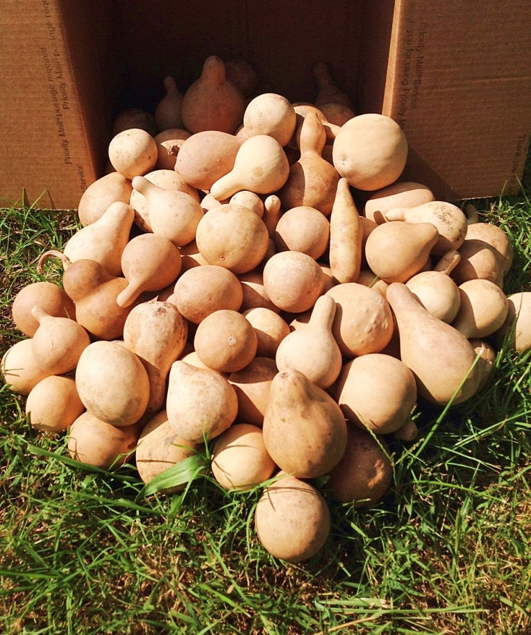 Mini Gourds  Box of 100 Dried, Cleaned, Craft Ready Gourds