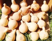 Box of 25 TN spinner gourds Great for Christmas ornaments dried, cleaned, craft ready gourds