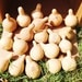 Box of 25 TN spinner gourds Great for Christmas ornaments dried, cleaned, craft ready gourds
