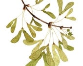 Winged Maple Seeds botanical digital giclee art print watercolor reproduction