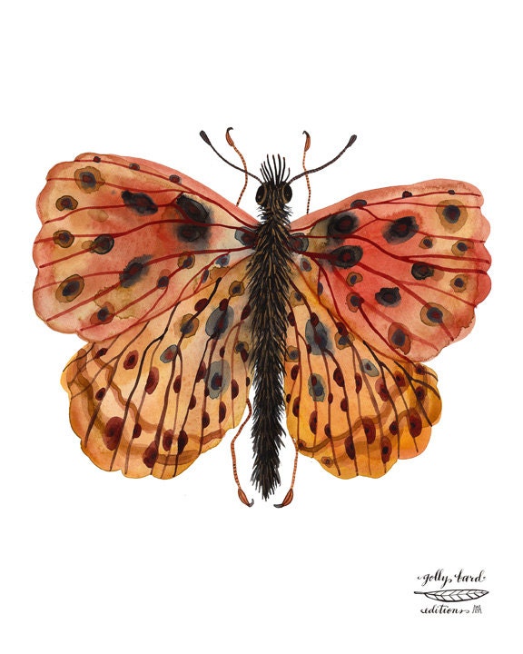 weavers fritillary butterfly specimen giclee art print