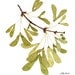 Winged Maple Seeds botanical digital giclee art print watercolor reproduction