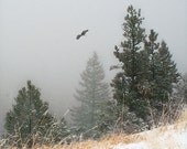 Enchanted Forest Photo -Winter Wonderland -Colorado Rockies -Foggy -Colorado Art -Woodland Decor -8x10 Colorado Fine Art Photograph