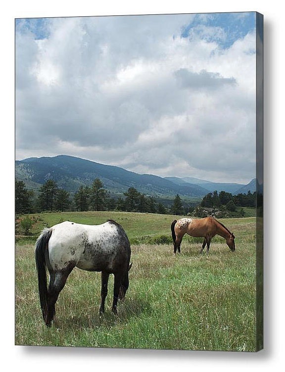 Western Horse Photo -Mountain Landscape -Appaloosa Horse -Horse Lover -Country Western Decor -11x14 Colorado Fine Art Photograph