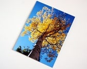 Aspen Tree in Fall - BLANK 4x6 Photo NoteCard