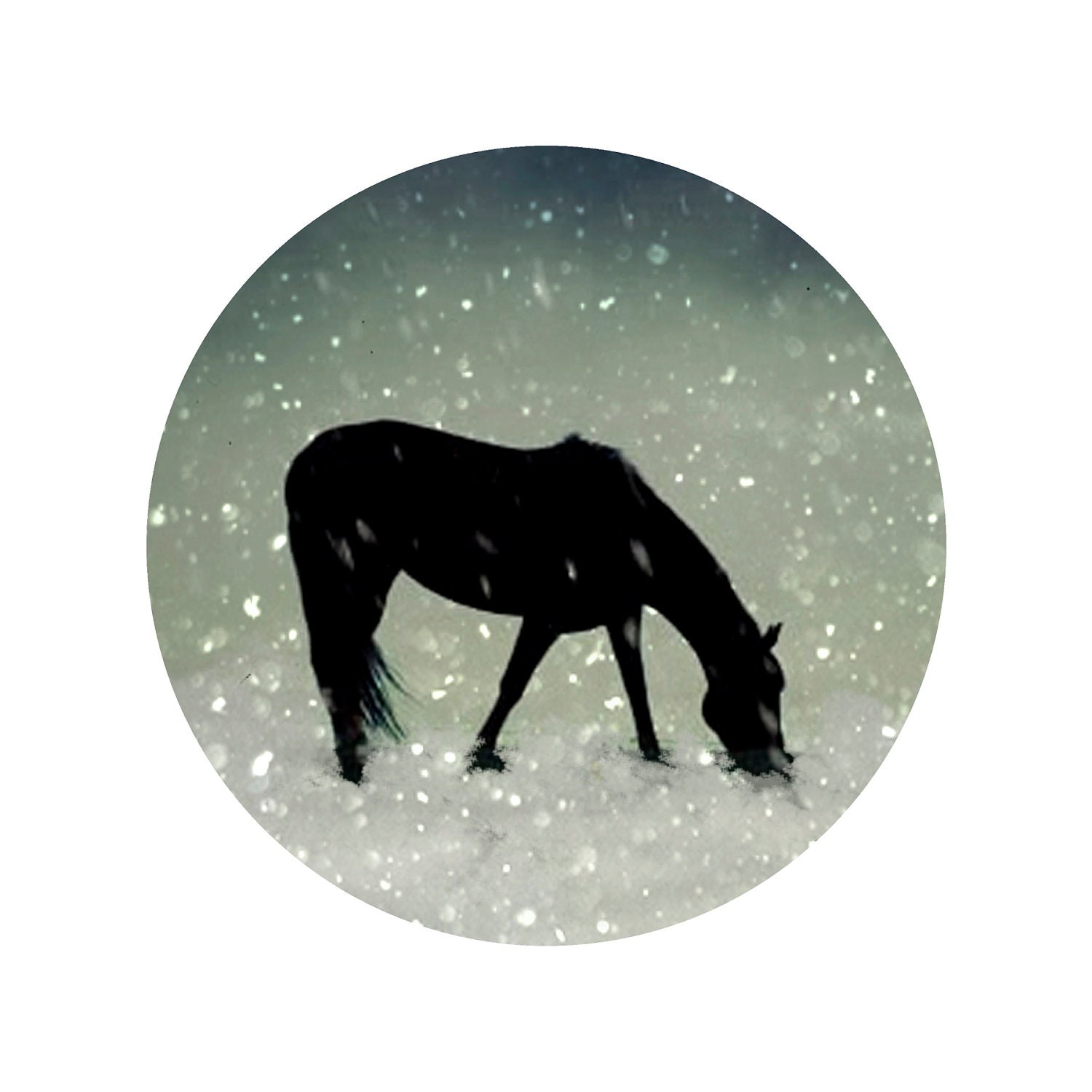 Horse Photography, black and white, snow, Cold Snow in the round, fine art photography print 12x12