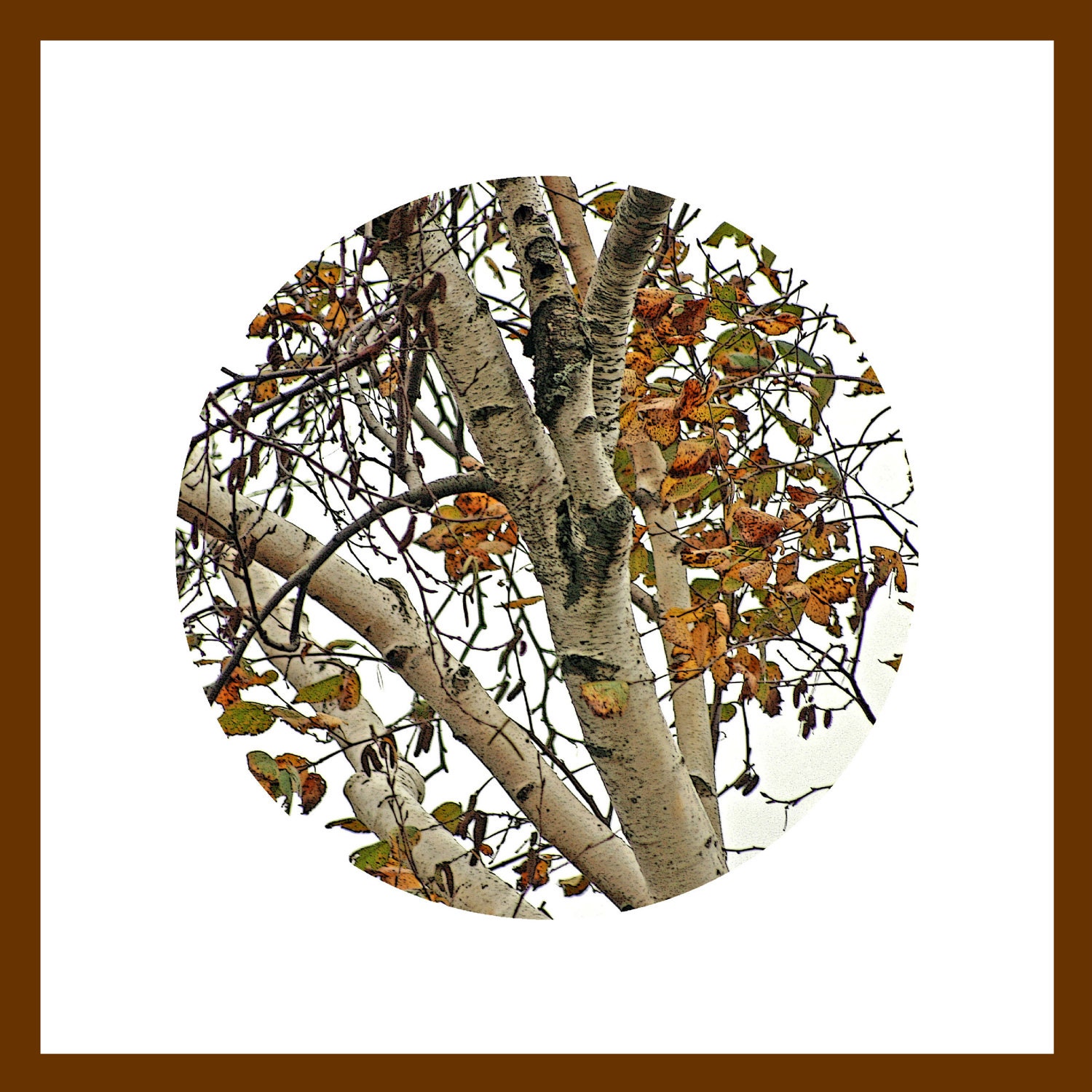 Autumn Decor, nature photography, white birches, burnt orange, tree branches, Beautiful Birches, round fine art photography print