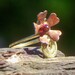 Copper Flower Toe Ring