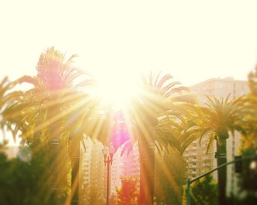 Morning Sunshine, Palm Trees, California Photography, Nature, Yellow, Green, Bright, West Coast - California Morning (8x10) Fine Art Print