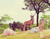 Zoo Animals, Family, Brown, Nature Photography, Looking Out, Wild, Home Decor - Fairytale Animals (8x10) Fine Art Print