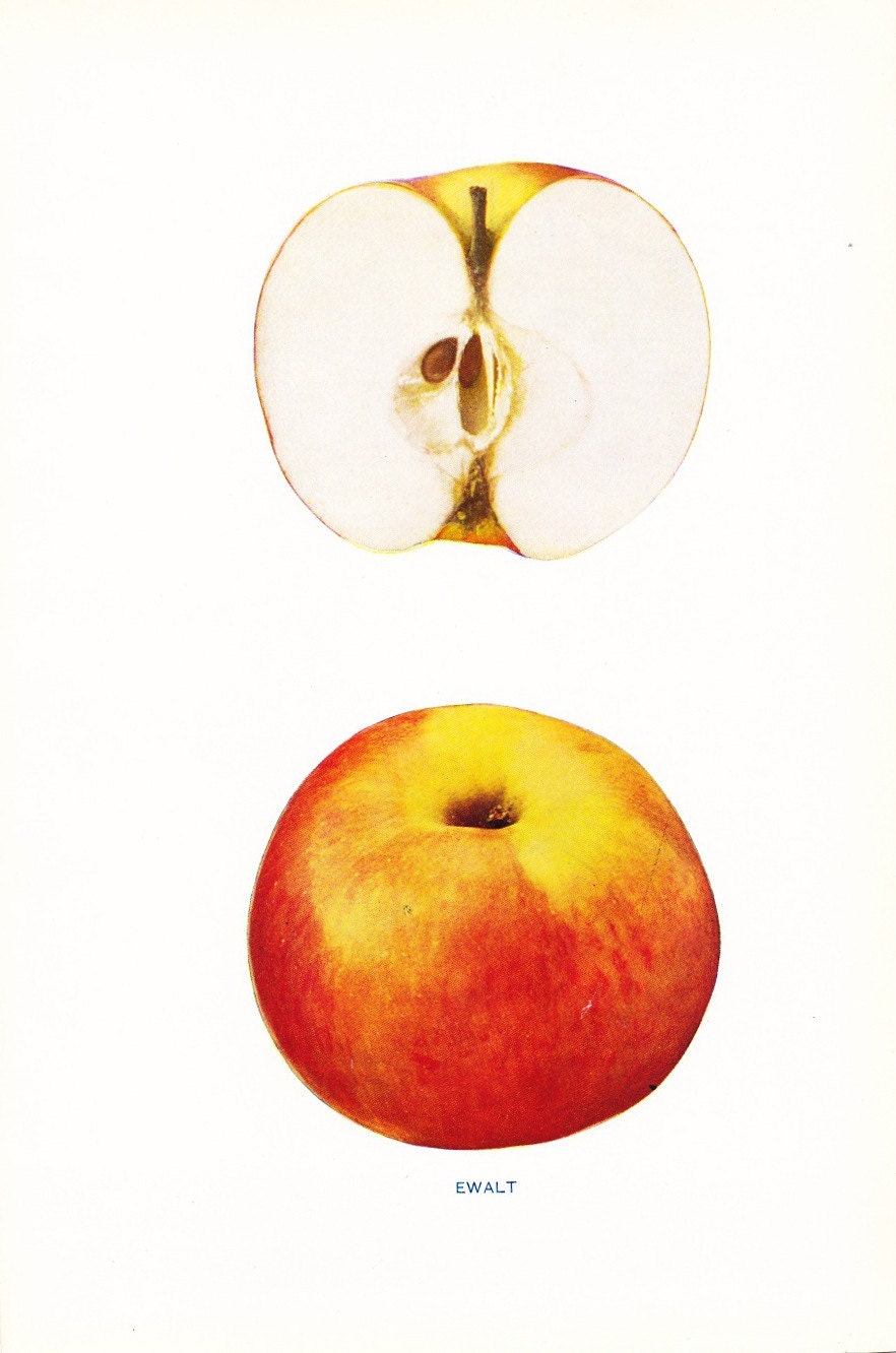 1905 Fruit Print - Ewalt Apple - Vintage Home Kitchen Food Decor Plate Plant Art Illustration Great for Framing 100 Years Old