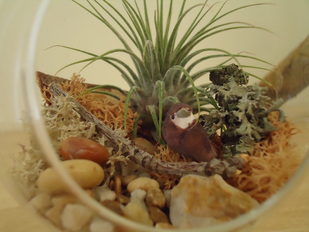High Desert Tillandsia Air Plant DIY Hanging Terrarium Glass Globe Gift Box With Stand