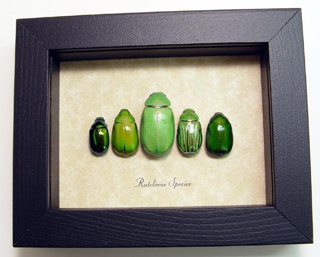 Real Framed Shiny Green Jewel Leaf Beetles Insect Collection 8090