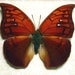Framed Butterfly Real Anaea Tyrianthina Fire Opal Female 822F