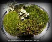 Glass Included DIY Moss and lichen Terrarium kit - Polished stones & Organic soil included-FREE 17 Page Moss Care Book included