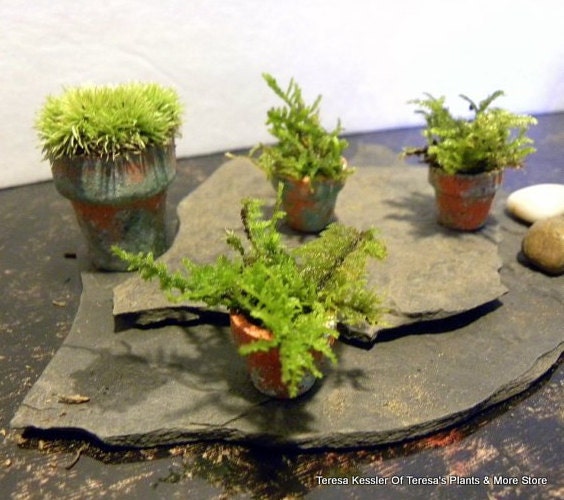 Miniature fern moss Terra cotta pot-looks like a Boston fern