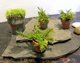 Miniature fern moss Terra cotta pot-looks like a Boston fern