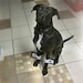 Dog Bow Tie and Cuffs Set Black Satin Wedding Formal Wear