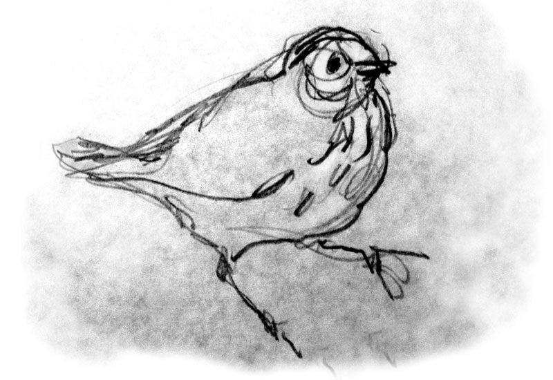 Sketchbook Pencil Drawing, Bird, "Little Thrush", Pencil Sketch, Fine Art Print, reproduction, 5 x 7 with 10 x 8 mat