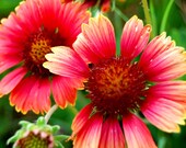 SALE - 8 x 8 Wood Mounted Light My Fire - Bright Flowers Photo - Nature Photo - Fine Art Photograph by Kelly Warren