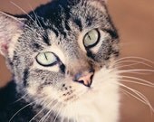 Animal Photograph Cat Pet Pets decor for children kids light green eyes whiskers grey gray black stripes white photography - Fine Art Print
