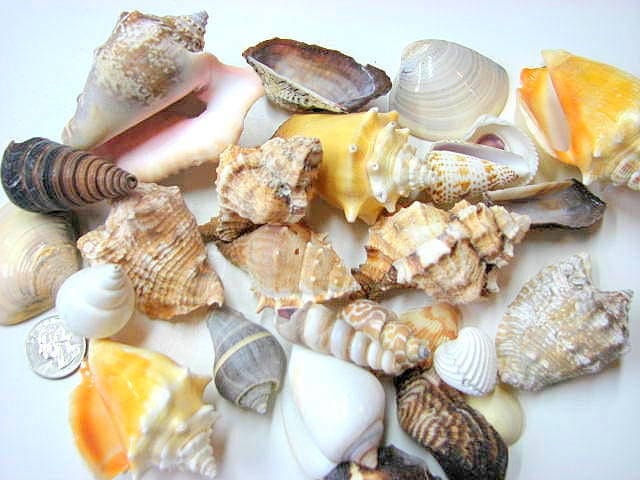 Shells for Beach Decor - (24) Assorted Lg. Seashells for Crafts or Nautical Decor- 24pc Large