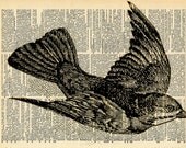 Vintage Bird Print - Recycled Antique Book Art - Natural History Bird Illustration - Bird Feathers Dictionary Print