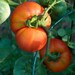 Stupice Heirloom Tomato Plant Seeds - Naturally and Organically Grown Untreated Seed