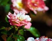 8" x 10" Pink Roses Flower Photographic Print