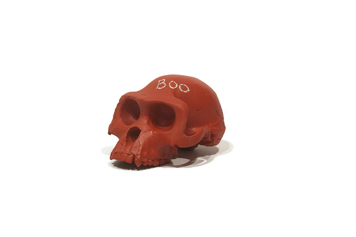 Ardi chalkboard skull